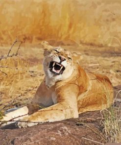 Smiling Lioness Animal paint by number