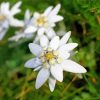 White Edelweiss paint by number