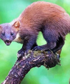 Wild Marten Animal paint by number