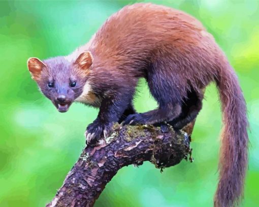 Wild Marten Animal paint by number