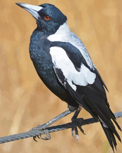 Australian Magpies Paint by number