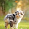 Australian Shepherd paint by number