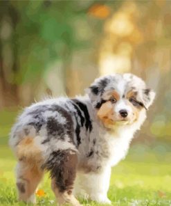 Australian Shepherd paint by number