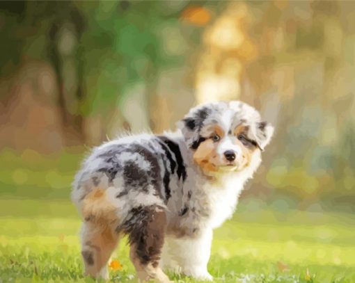 Australian Shepherd paint by number