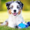 Australian Shepherd Puppy paint by number