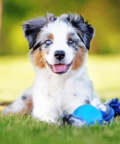 Australian Shepherd Puppy paint by number