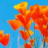 Beautiful California Poppy Flowers paint by number