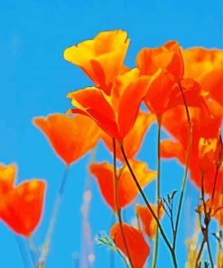 Beautiful California Poppy Flowers paint by number