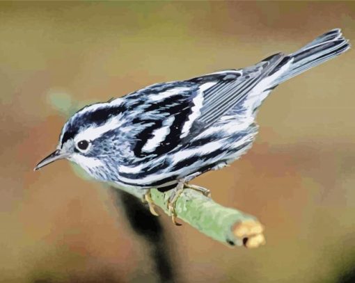 Black And White Warbler Bird paint by number