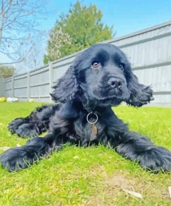 Black Cocker Spaniel Dog paint by number