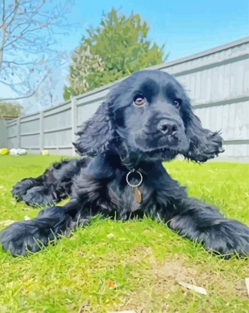 Black Cocker Spaniel Dog paint by number