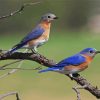 Blue Birds On A Branch Paint by number