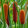 Cattail Flowering Plant paint by number