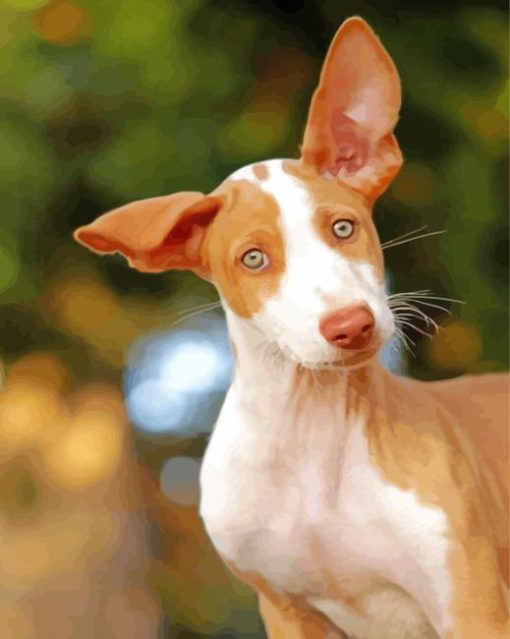 Cute Podenco Dog paint by number