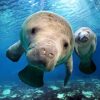 Cute Manatees Art paint by number