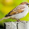 House Sparrow On Branch paint by number