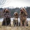 Italian Spinone Dogs paint by number