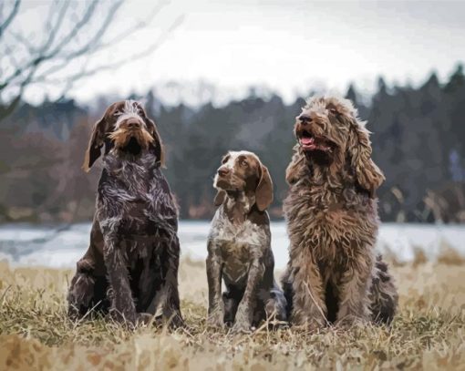 Italian Spinone Dogs paint by number