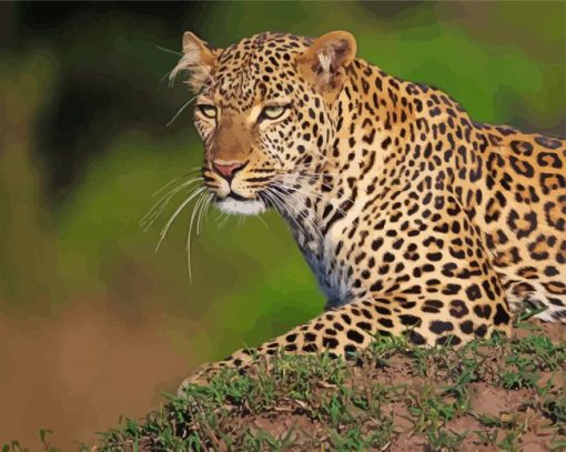 Maasai Mara Leopard paint by number