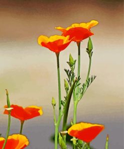 Orange California Poppy Flowers Paint by number