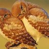 Owl Couple paint by number