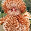 Adorable Frizzle Chicken paint by number