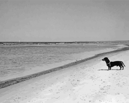 Black And White Dachshund On The Beach paint by number