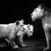 Black And White Lioness And Cubs paint by number