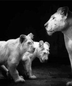 Black And White Lioness And Cubs paint by number