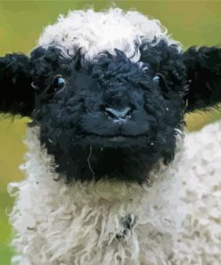 Cute Valais Blacknose paint by number