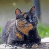 Lonely Tortoise Shell Cat paint by number