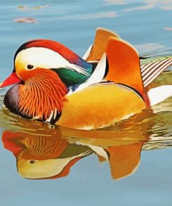 Mandarin Duck Swimming paint by number