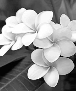 Monochrome Black And White Flowers paint by number