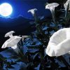 Moon Flower paint by number