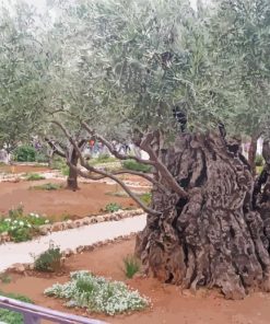 Old Trees In Garden Of Gethsemane paint by number