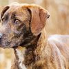 Plott Hound Dog paint by number