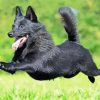 Running Schipperke Dog paint by number