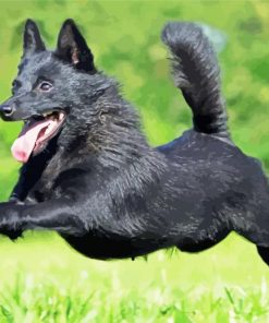 Running Schipperke Dog paint by number