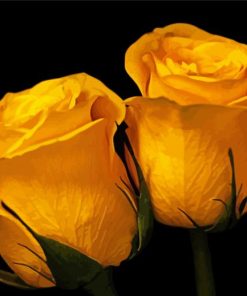 Yellow Roses With Black Background paint by number