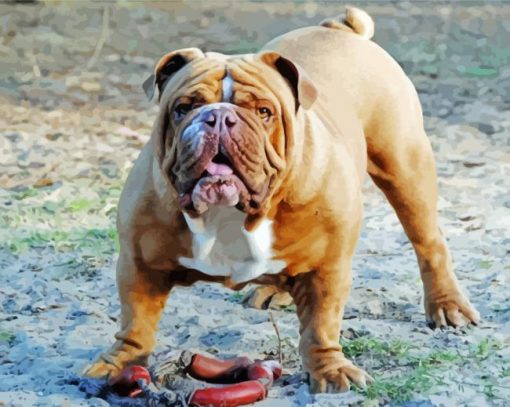 Australian Bulldog paint by number