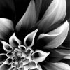 Black And White Plant Flower paint by number