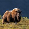 Muskox Northwestern Animals paint by number