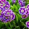 Purple Primula Auricula paint by number