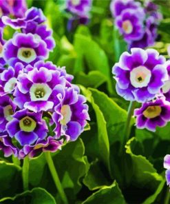 Purple Primula Auricula paint by number