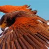 The Harris Hawk Bird paint by number