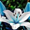 White Blue Lily Flower paint by number