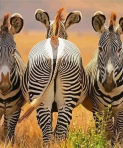 Zebra Butts Animals paint by number