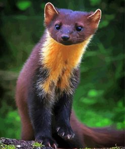 Aesthetic Marten Animal paint by number