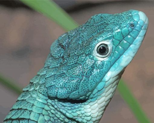 Blue Abronia Graminea paint by number