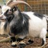 Cute Pygmy Goat paint by number